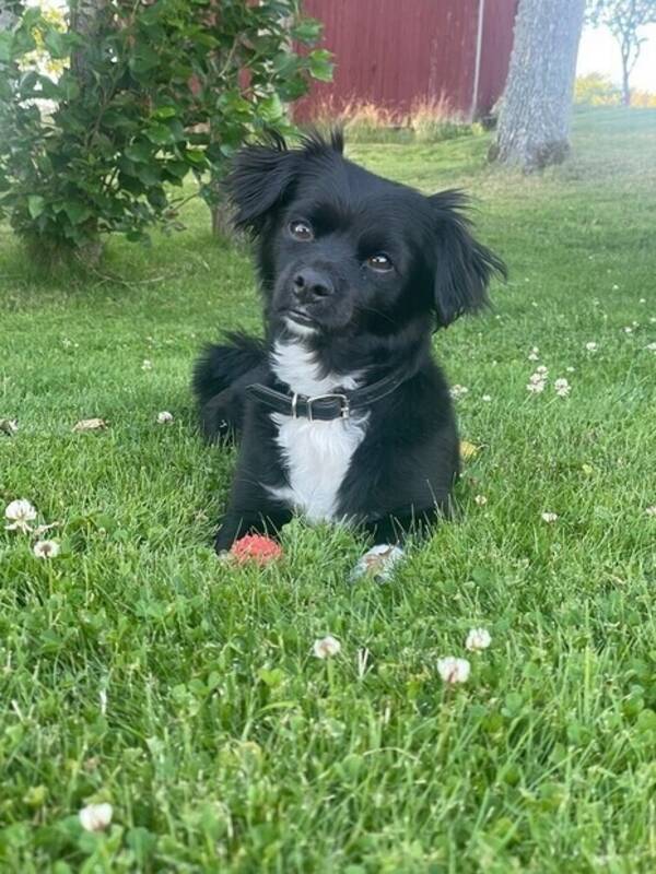 Hund - Pablo the dog