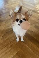 Chihuahua Chia