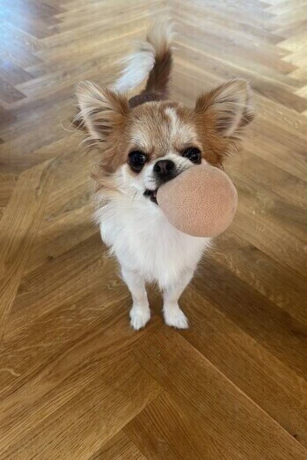 Hund - Chihuahua Chia