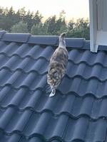 En katt som heter Trolis
