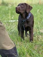 Brun labrador