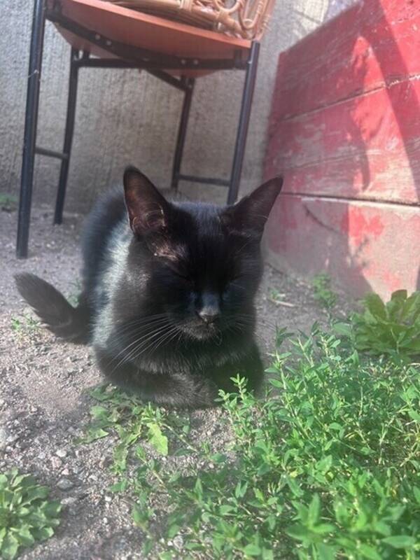 Katt - Billie the King of Bagis