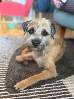 Borderterriern Pixie