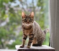 Katten Tiger