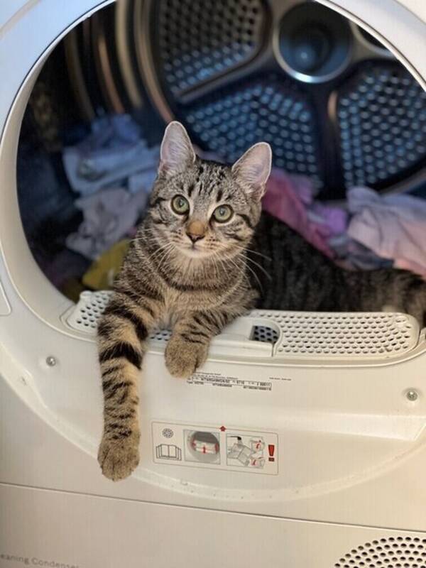 Katt - Katten Tiger