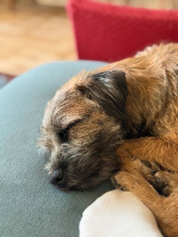 Hund - Borderterriern Pixie