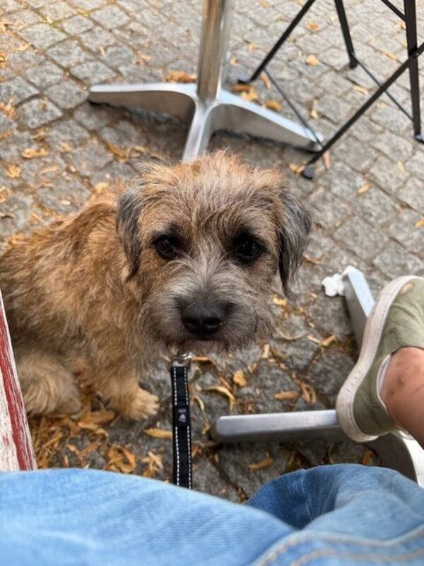 Hund - Borderterriern Pixie