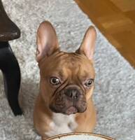 Fransk bulldog Bolle