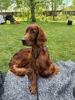Irländsk setter 