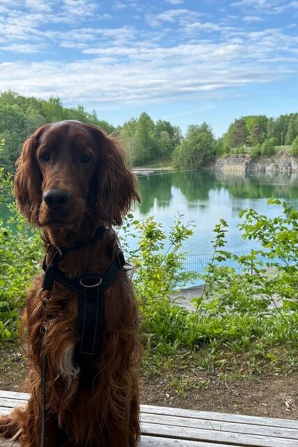 Hund - Irländsk setter 