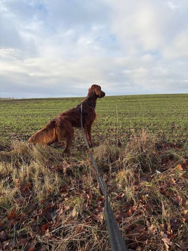 Hund - Irländsk setter 