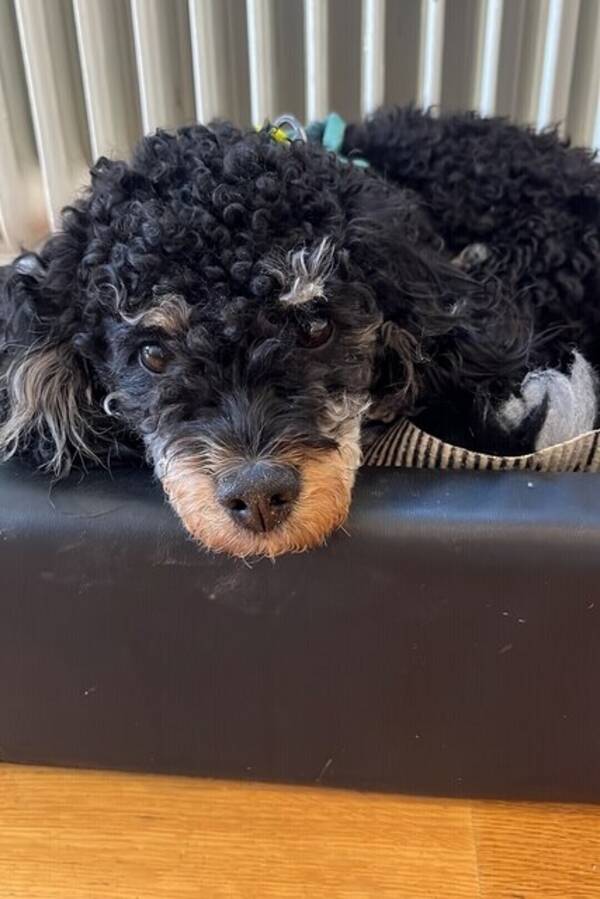 Hund - Cavapoon Freja