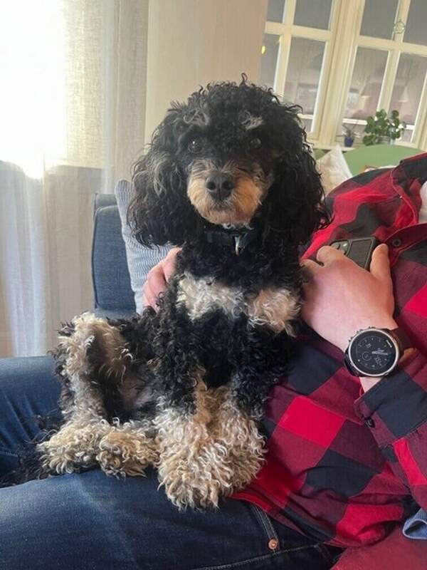 Hund - Cavapoon Freja