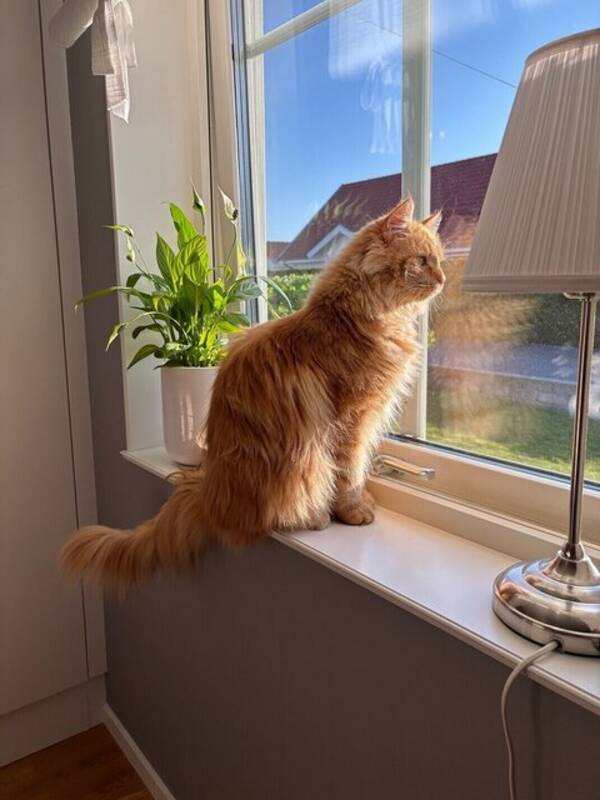 Katt - Katten Elvis