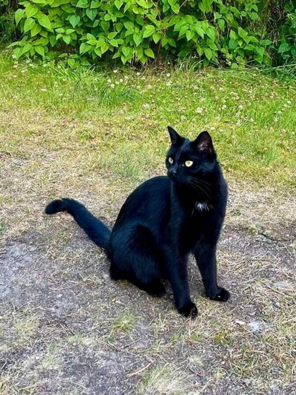 Katt - Blandras-katterna Lotus och Scilla