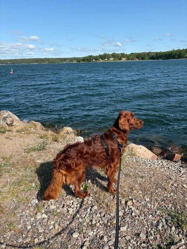Hund - Irländsk setter 
