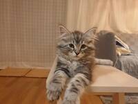 Sibiriska katten Stinson