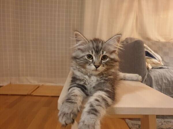 Katt - Sibiriska katten Stinson