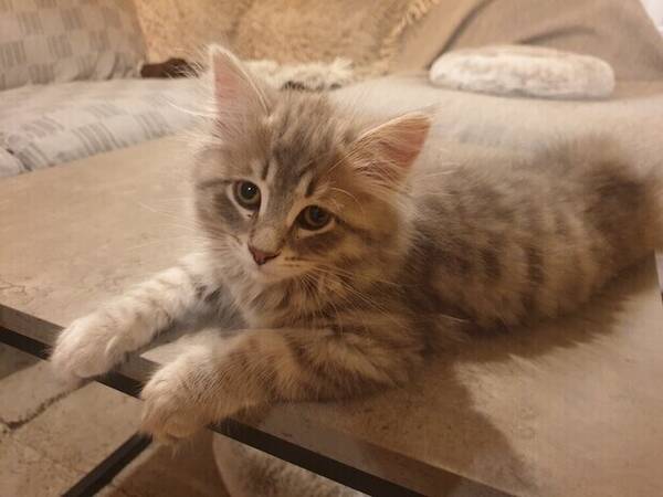 Katt - Sibiriska katter sammi