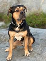 Dogo Espaniol