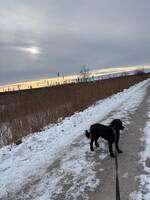 Portugisisk vattenhund