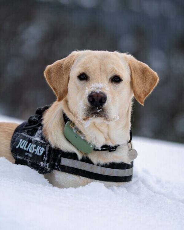 Hund - A dog called Floyd