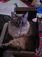 Ragdoll Saphira