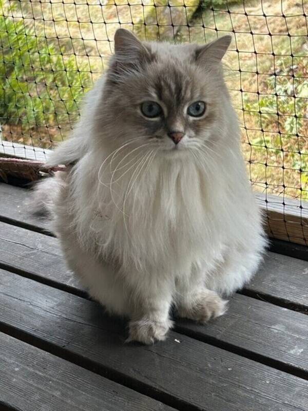 Katt - Doris