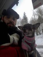 Chihuahua missy