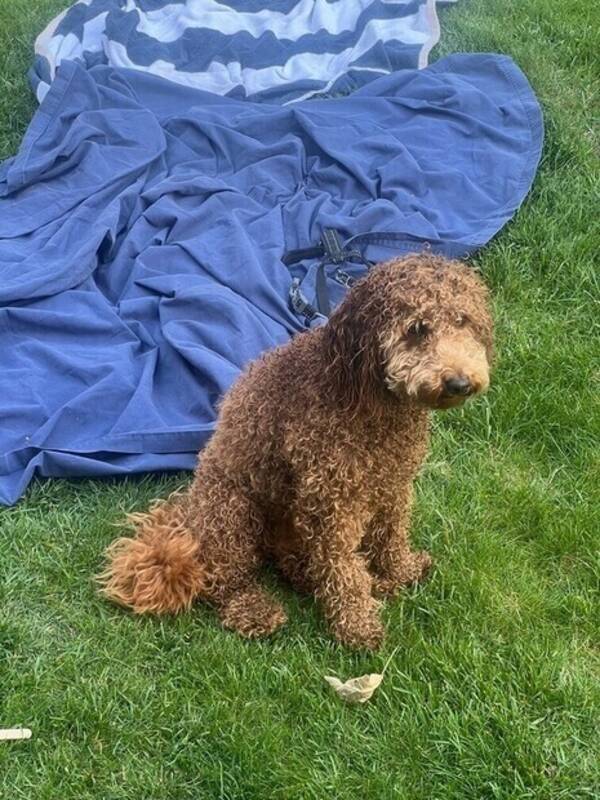Hund - Cavapoo Ellen❤️