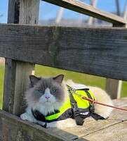 Katt Latte