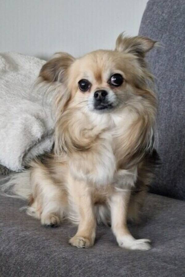 Hund - Chihuahua