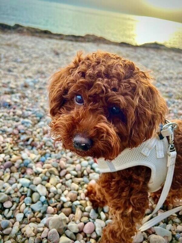 Hund - Toypudeln Teddie