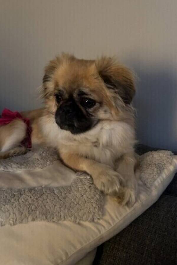 Hund - Pekingeser 