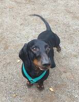Taxen Cooper
