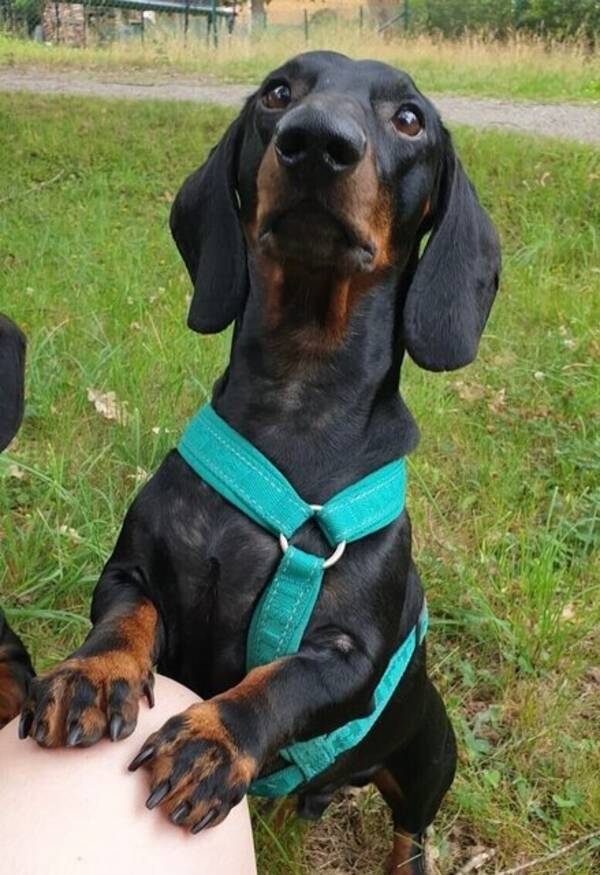 Hund - Taxen Cooper