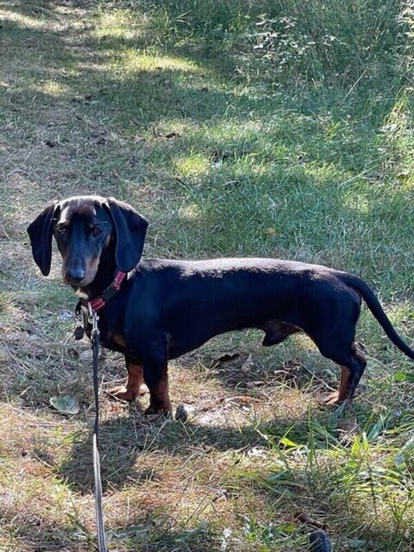 Hund - Taxen Malte