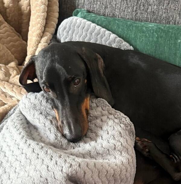 Hund - Taxen Cooper