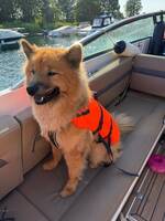 Eurasier -Oia