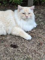 Ragdoll Eddie
