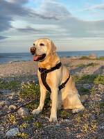 Labradoren Milo