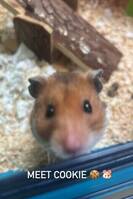 Hamster 