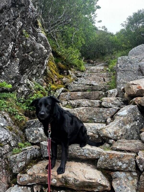 Hund - Harry 