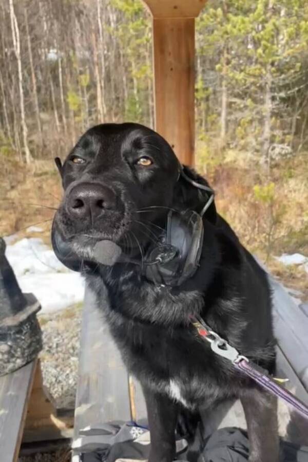 Hund - Harry 