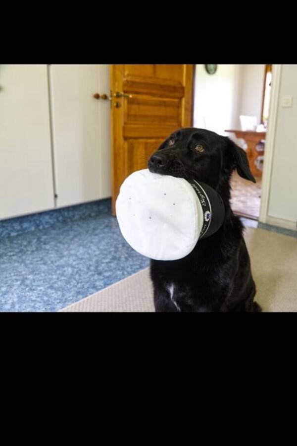 Hund - Harry 