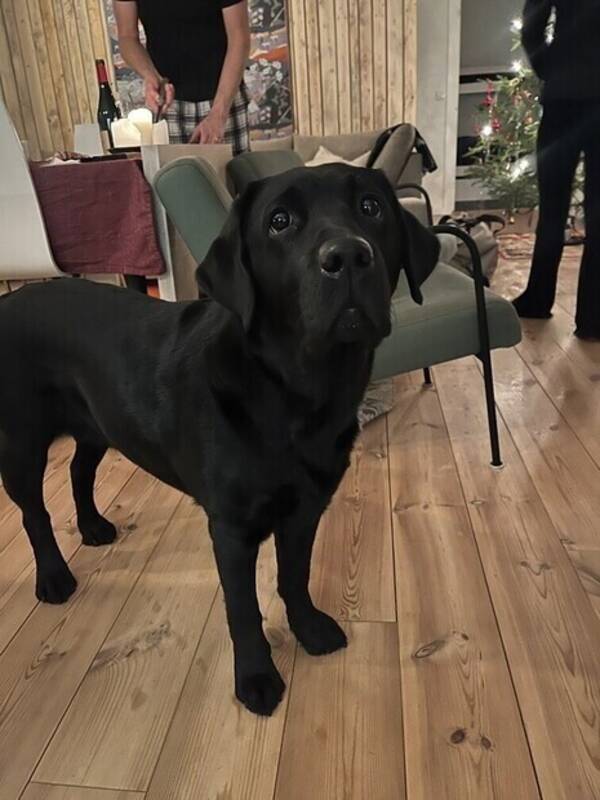 Hund - Lumi 