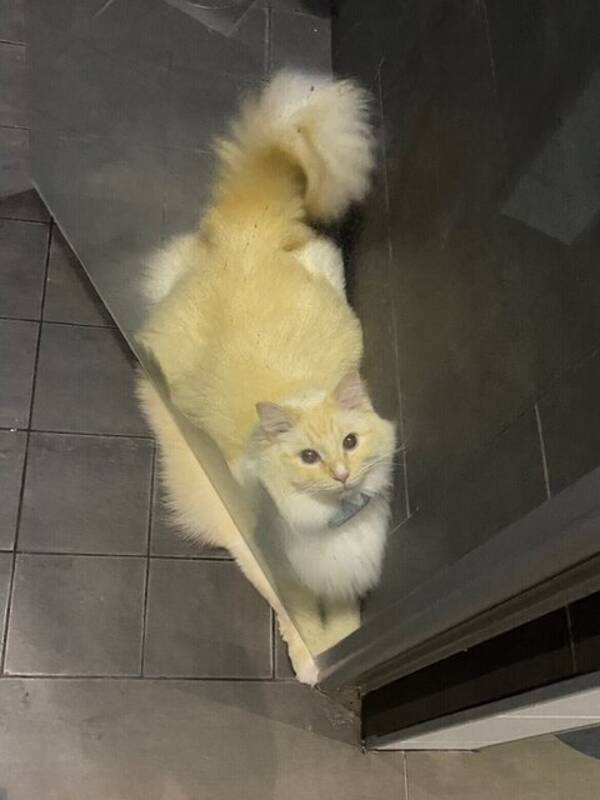 Katt - Ragdoll Eddie