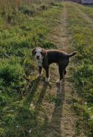 Spansk Vattenhund-Olle