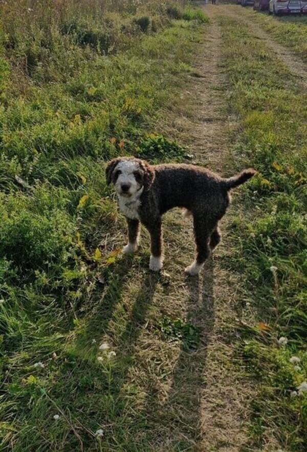 Hund - Spansk Vattenhund-Olle