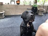 Amstaff Bosse